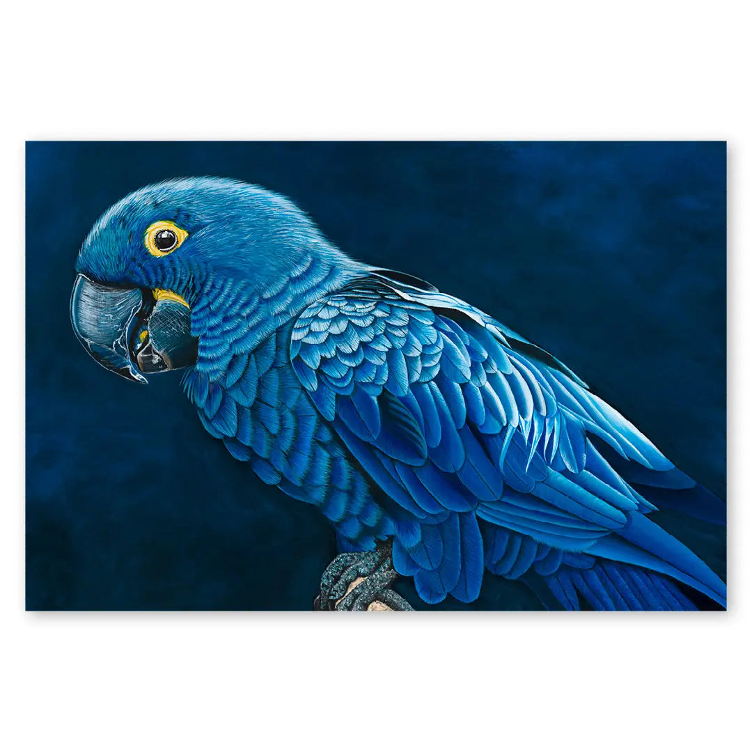 Hyacinth Macaw Art by Anne-Marie Bloor