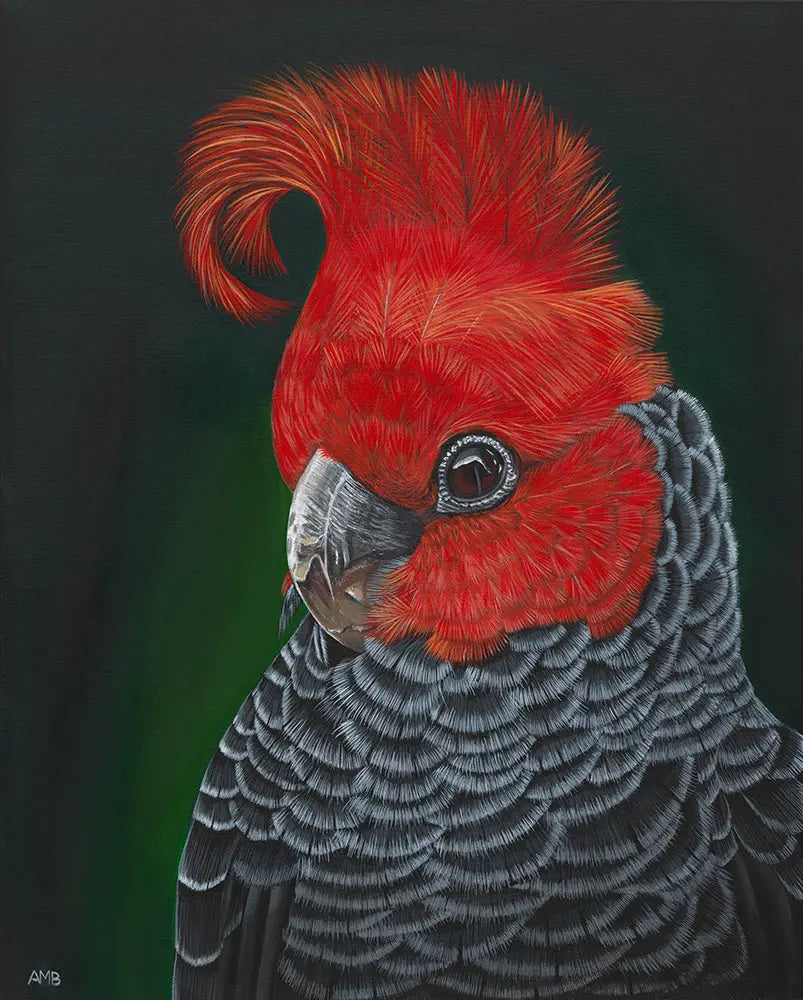 Redmond Gang Gang Cockatoo Art by Anne-Marie Bloor