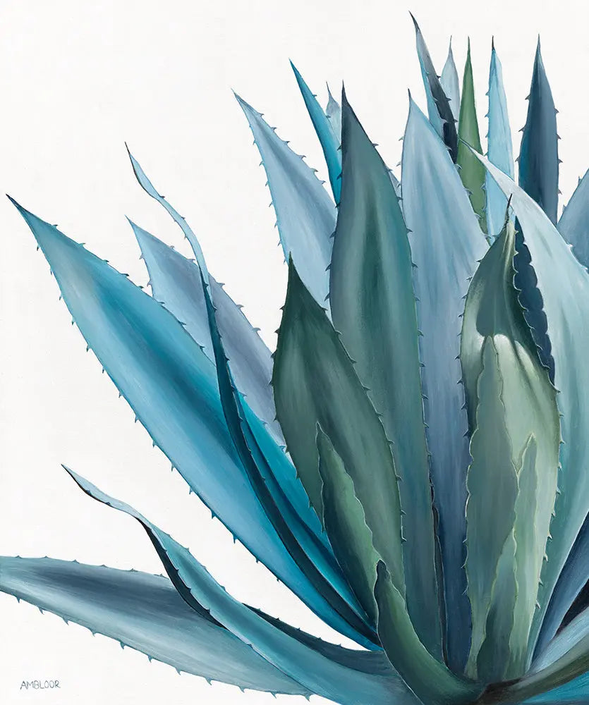 Close-up of a blue agave plant with a white background
