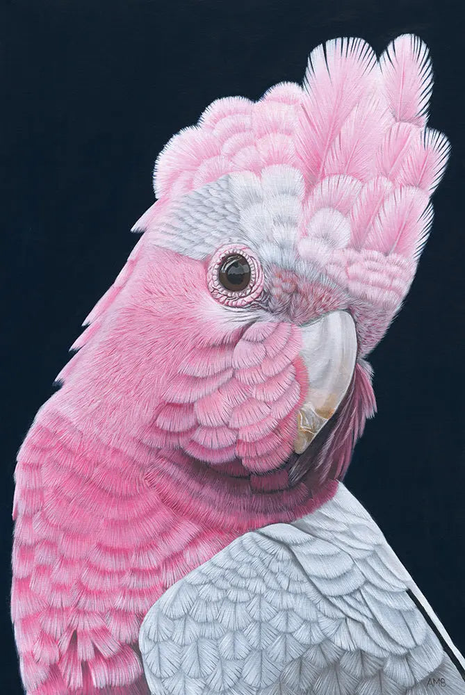 Rod Galah Print Art by Anne-Marie Bloor