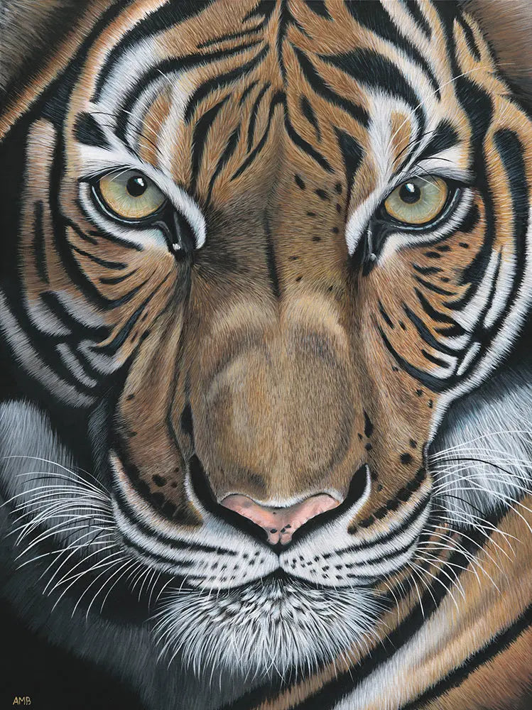 Abhiru - Tiger Painting Art by Anne-Marie Bloor