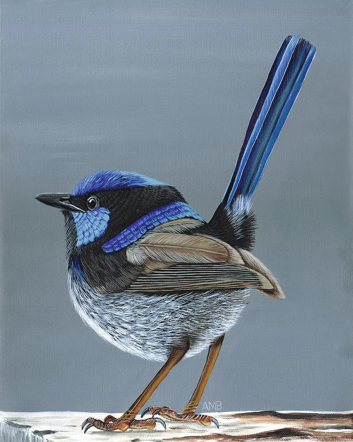 Aran Superb Fairy Wren Art by Anne-Marie Bloor