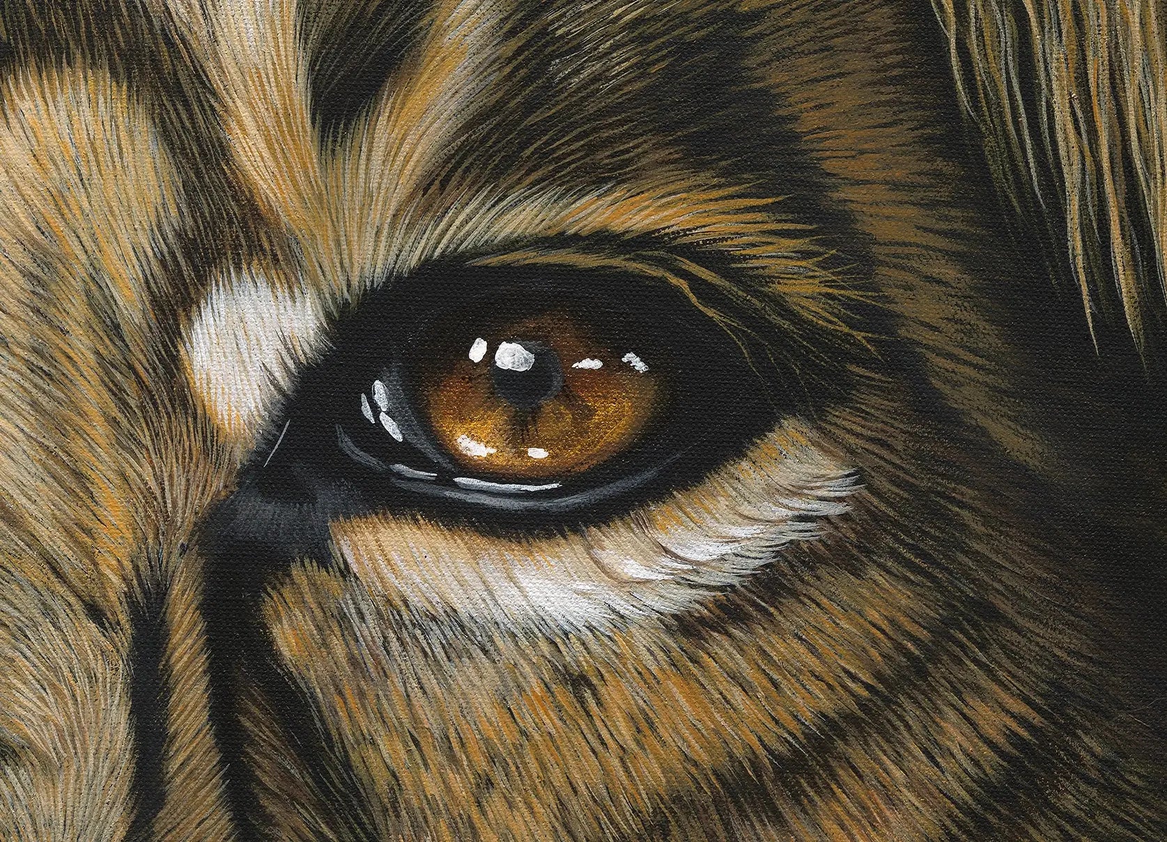 Close-up of a lion's eye with detailed fur texture