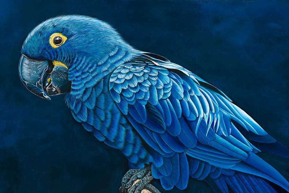 Hyacinth Macaw Print Art by Anne-Marie Bloor
