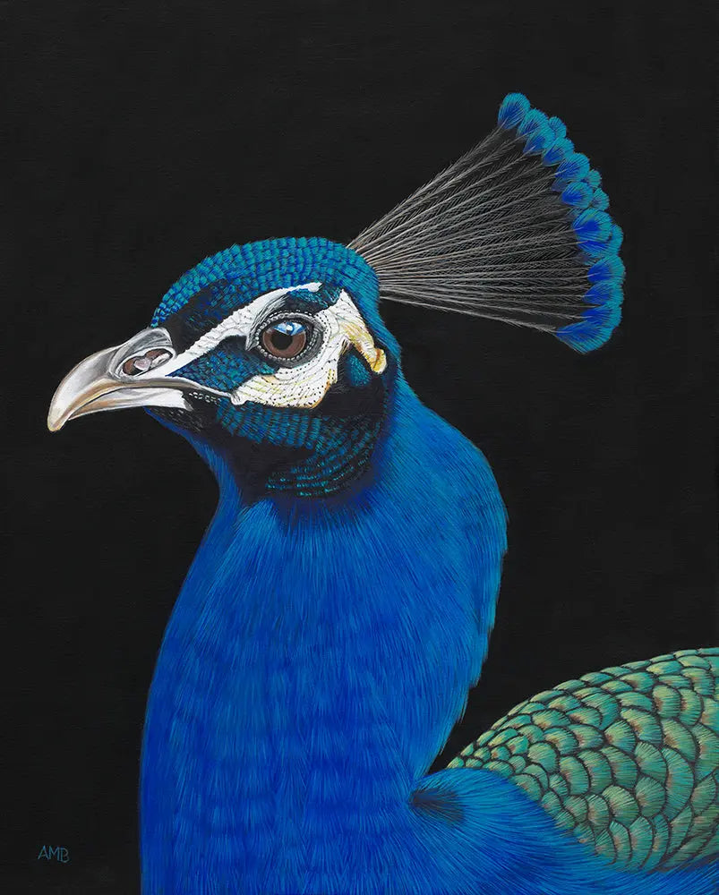 Perry Peacock Print Art by Anne-Marie Bloor