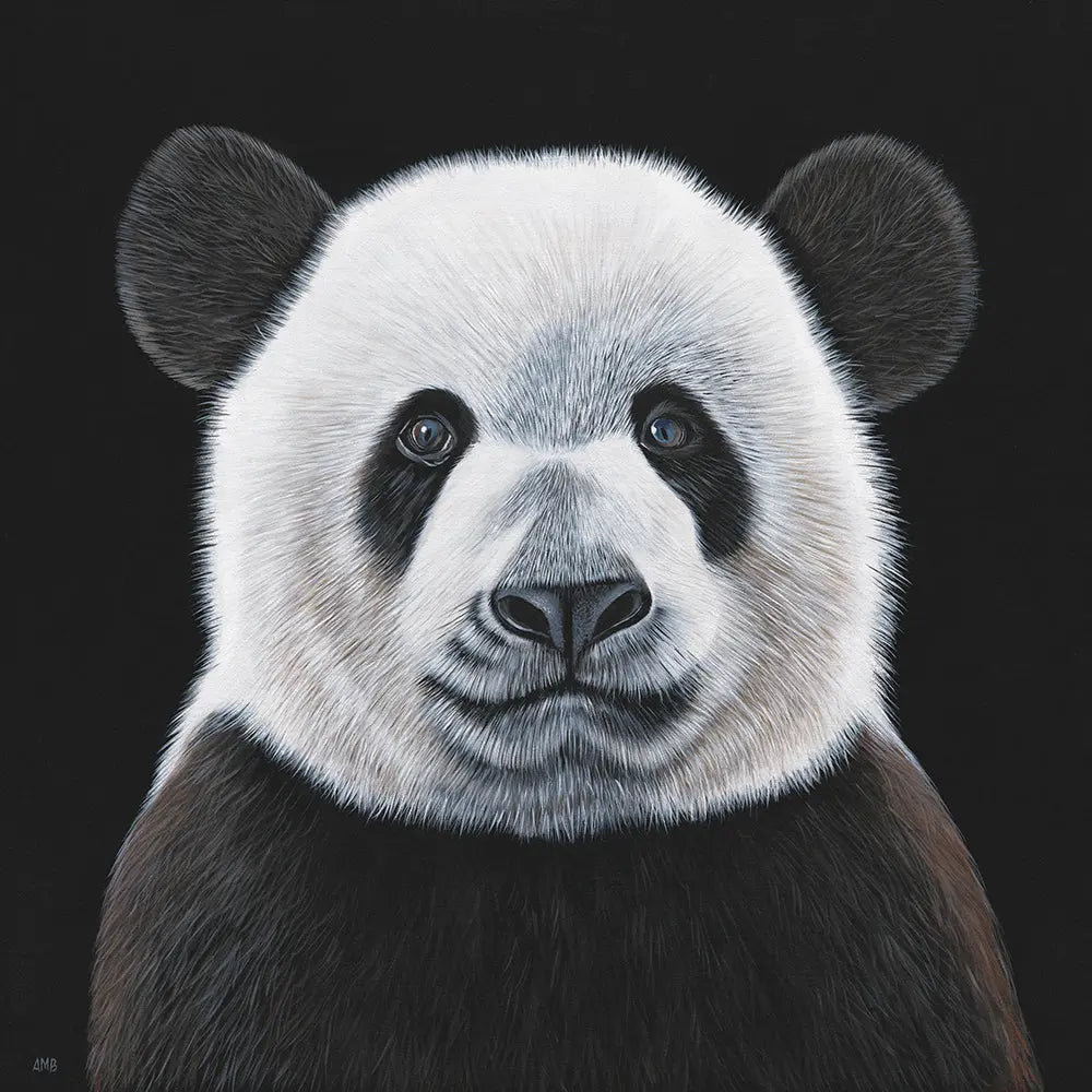Close-up of a panda bear's face on a black background