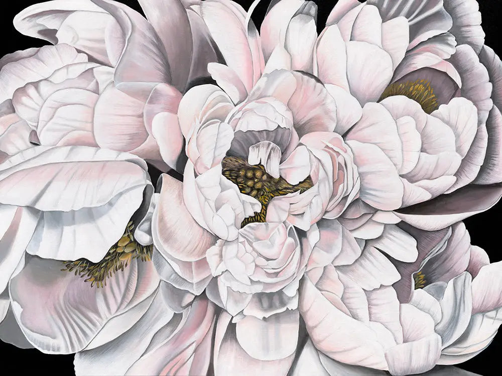 Close-up of a pink peonies with detailed petals on a black background