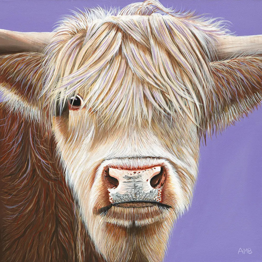 Close-up of a highland cow with a purple background