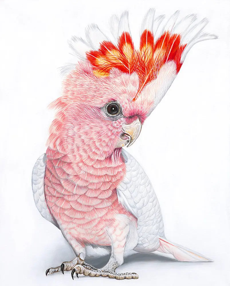 Polly Pink Cockatoo Print Art by Anne-Marie Bloor