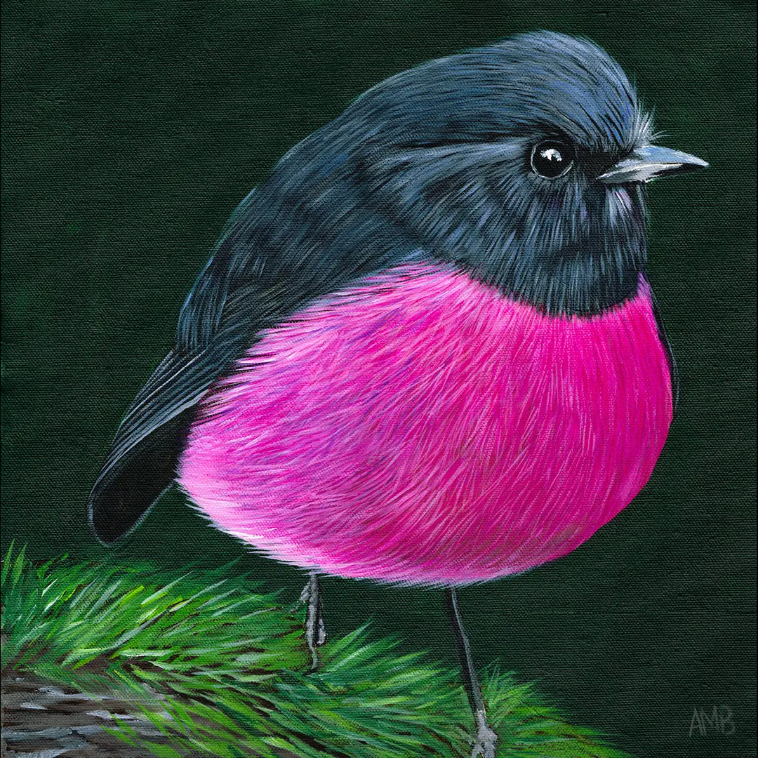 Pink Robin Art by Anne-Marie Bloor